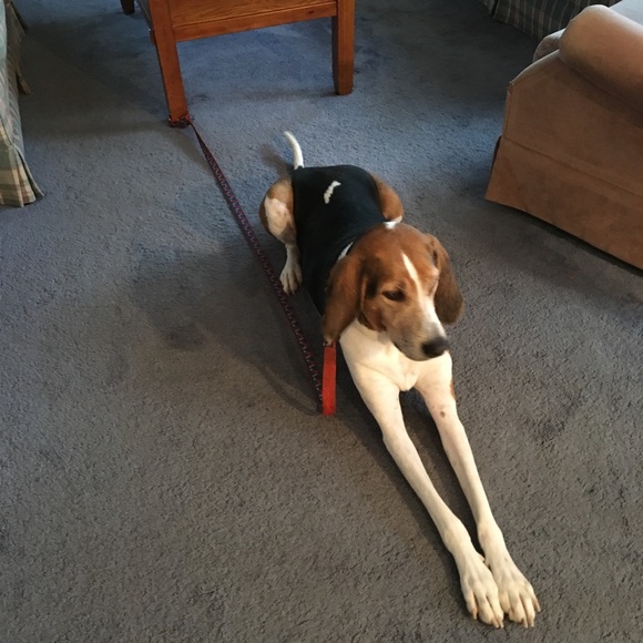 Treeing walker coonhound explained - Picture 4 of 15